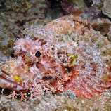 Tasseled Scorpion Fish by Cameron Knudsen -  
