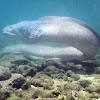 Whitemargined Moray Eel