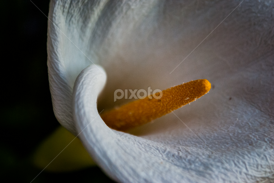 calla 2 by Nina Kriznic - Flowers Single Flower