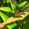 Milkweed Assassin Bug