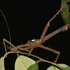 Spiny Stick Insect, Phasmid