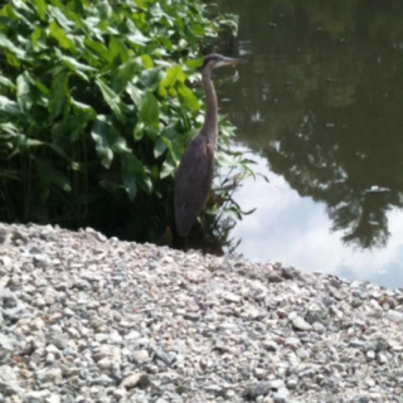 Great Blue Heron (female)