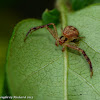 Northern crab spider