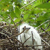 Juvenile of a Little egret