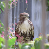Jamaican Red tailed Hawk