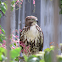 Jamaican Red tailed Hawk