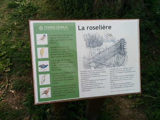 La Roselière De L'étang De Font Merle