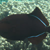 Black Triggerfish