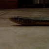 eastern glass lizard