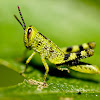 Australian Giant Grasshopper