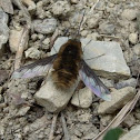 Large bee fly