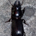 Bess Beetle (Passalidae)