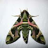 Army Green Moth