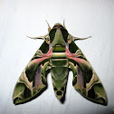 Army Green Moth