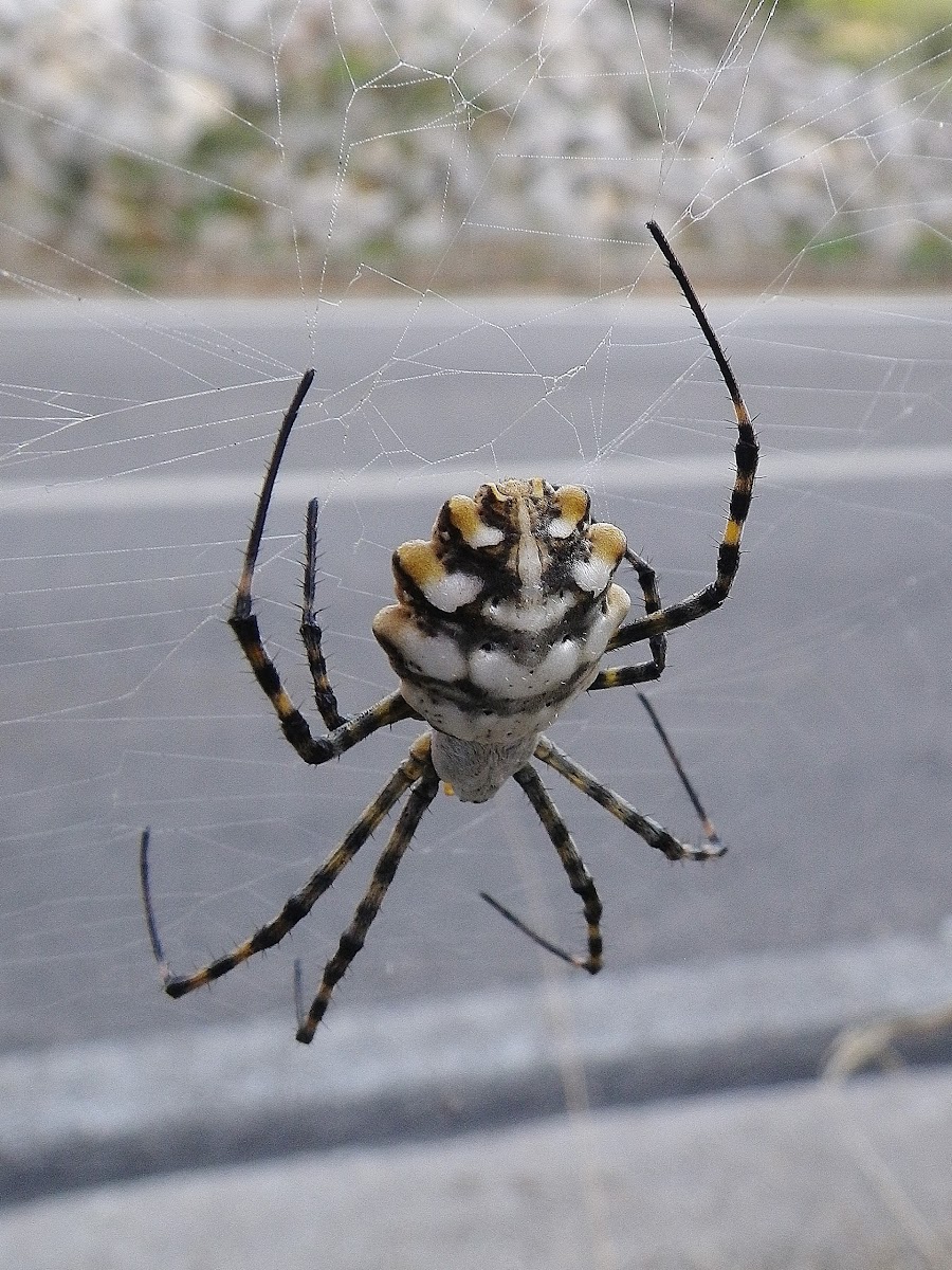 Lobed Argiope (female)