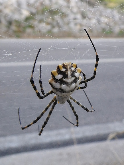Lobed Argiope (female) | Project Noah