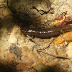 Apalachicola Dusky Salamander
