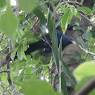 Asian Koel Male