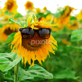 What? I'm happy! :) by Teglas Marin - Flowers Flower Arangements