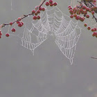 Spiderweb