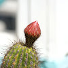 Candelabra cactus flower