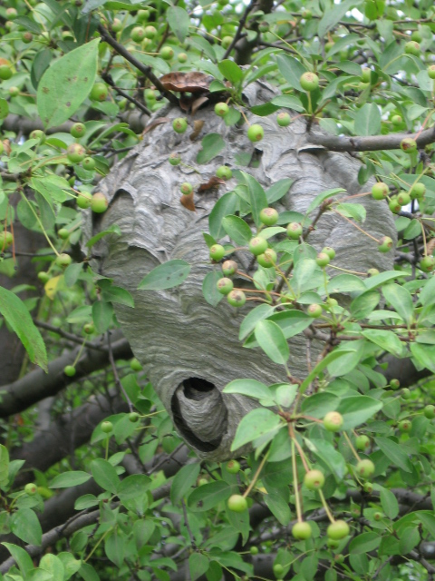 Bald-Faced Hornet Nest