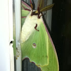 Luna Moth