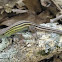 Six-lined Racerunner