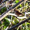 Bull-headed Shrike, female