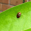 Variable Ladybug