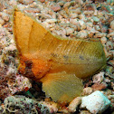 Spiny Leaf-fish