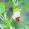 Pea flower, flor del guisante