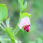 Pea flower, flor del guisante