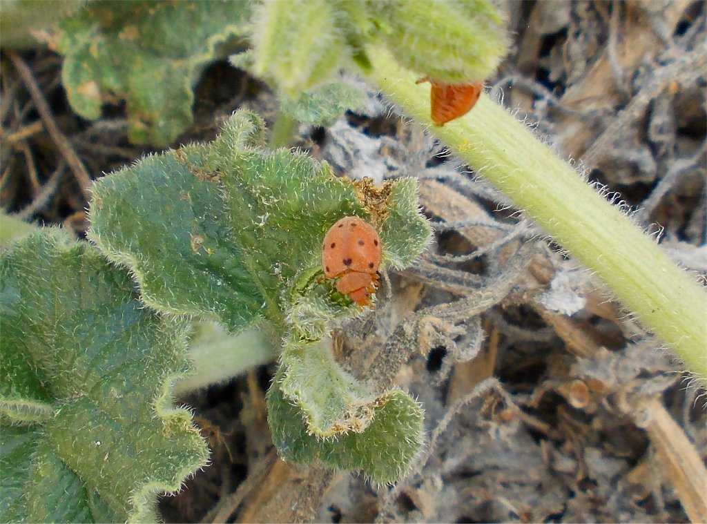 Gourd Ladybird (πασχαλίτσα της πικραγγουριάς)