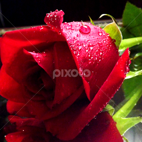 Beauty of Red by Colleen Legree - Flowers Flowers 2011-2013