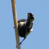 Great Tit; Carbonero Común