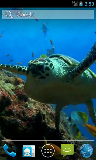 바다 거북. 배경 화면을 살고 있습니다.