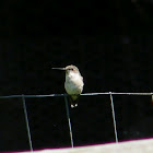 Black chinned hummingbird