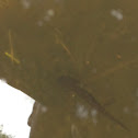 Salamandra (girino)