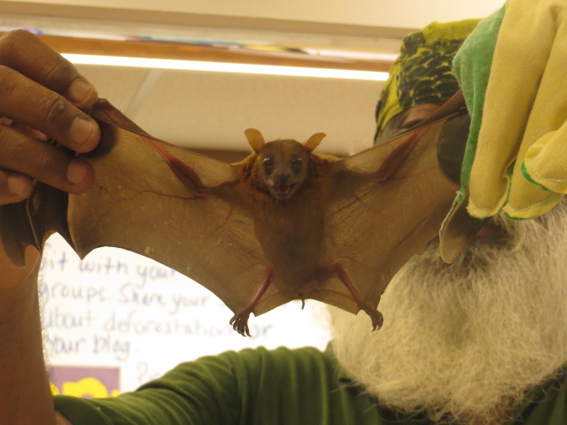 Common Fruit Bat
