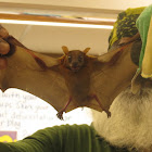 Common Fruit Bat