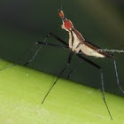 Stilt Flies