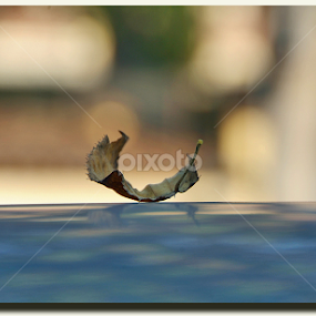 No title #921 by Giorgio Passoni - Nature Up Close Other Natural Objects