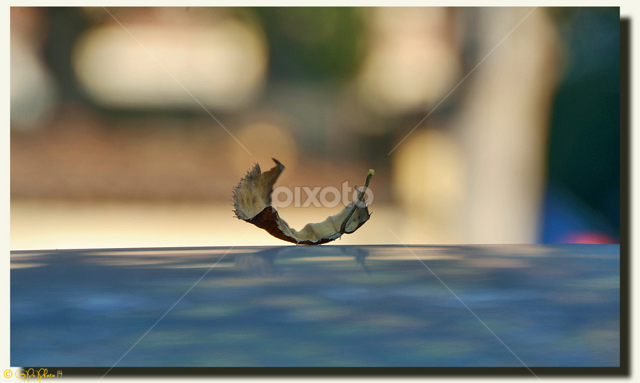 No title #921 by Giorgio Passoni - Nature Up Close Other Natural Objects