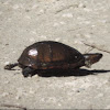 Scorpion Mud Turtle