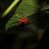 Passion Flower Flea Beetle