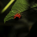 Passion Flower Flea Beetle