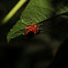 Passion Flower Flea Beetle