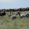 Plains zebra & blue wildebeest