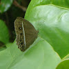 Common Bushbrown